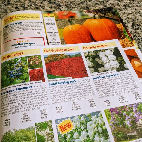 Best Free Seed Catalogs (Plus Bulbs and Plants!) - Bunny's Garden Heirloom Seeds Catalog, Yellow Raspberries, Spring Hill Nursery, Catalog Printing, Easy Gardening, Perennial Bulbs, Garden Catalogs, White Flower Farm, Plant Catalogs