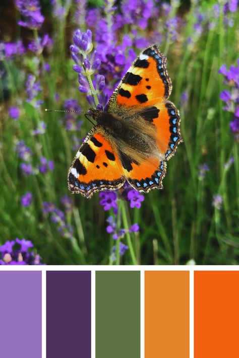 A butterfly with orange and black wings perched on a lavender plant, blending nature's purple and orange tones into a harmonious color palette. Green Purple Orange Colour Palettes, Green Purple Orange Color Palette, Purple Green Orange Color Palette, Yellow And Purple Color Palette, Orange And Purple Color Palette, Orange Purple Color Palette, Purple Orange Color Palette, Eggplant Color Palette, Purple And Green Palette