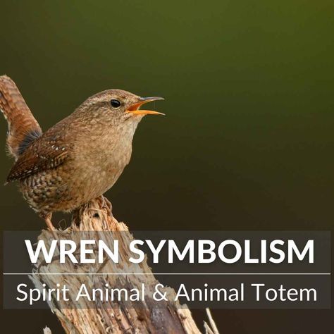 Wren Spiritual Meaning, Wren Symbolism, Bird Symbolism, Celtic Animals, Animal Tarot, Animal Medicine, Teachable Moments, Australian Birds, Cute Notes