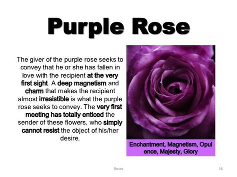 Purple Rose Meaning, Purple Roses Meaning, Rose Flower Meaning, Purple Meaning, Rose Color Meanings, Purple Rose Flower, Rose Meaning, Bullet Journal Ideas Templates, Meaningful Love Quotes