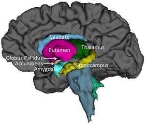 Midsagital view of thalamus, putamen, caudate nucleus, hyppocpus, nucleus accumbens, amygdala, globus pallidus Caudate Nucleus, Nucleus Accumbens, Basal Ganglia, Limbic System, Human Body Systems, Body Systems, Neuroscience, Bing Images, Anatomy