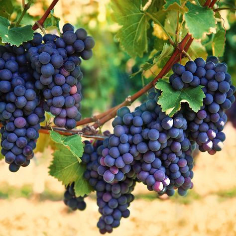 Delicious, juicy grapes can be grown in your backyard. Use this guide from The Home Depot to learn how to grow grapes for their fruit or as ornamental plants. Grape Vine Plant, Grape Vine Trellis, Grape Trellis, Grape Plant, Vine Trellis, Tiny Plants, Growing Grapes, Fruit Seeds, Montepulciano