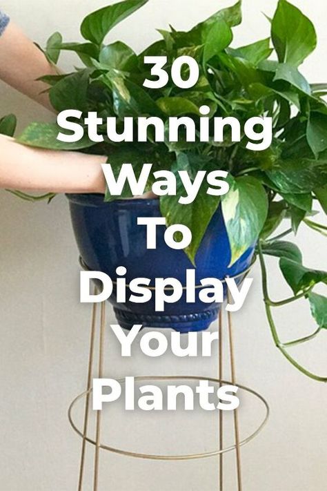 Diy Gardening Ideas, Houseplants Decor, Taman Diy, Room Plants, Tattoo Plant, Creative Planter, Tanaman Indoor, نباتات منزلية, Plant Decoration