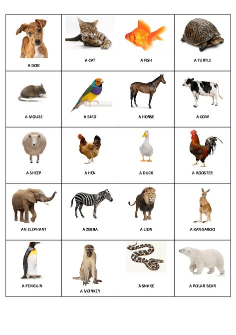 All Animals In One Picture, Animals Pictures For Kids, Animal Pictures For Kids, Preschool Charts, Animals Name In English, Animal Printables, Animal Flashcards, Different Animals, Pictures Of Animals