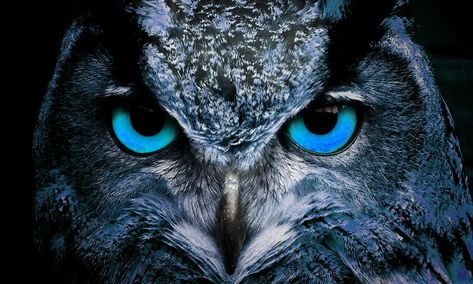 Owl Bird Nature Eyes, #Bird, #Nature, #Eyes, #Owl Alaska Images, Tree Photoshop, Owl Face, Owl Cross Stitch, Animals Photography, Photography Photoshop, Digital Texture, Photoshop Overlays, Owl Bird