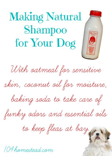 Do you have a stinky pup? With oatmeal for sensitive skin, coconut oil for moisture, baking soda for funky odors, and essential oils to keep fleas at bay, you'll love this natural DIY dog shampoo. Natural Shampoo Diy, Diy Dog Shampoo, Homemade Dog Shampoo, Natural Dog Shampoo, Oatmeal Dog Shampoo, Dogs Diy Projects, Coconut Oil For Dogs, Diy Shampoo, Fu Dog