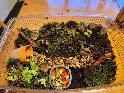 Terrarium made for 13 snails Terrarium For Snails, Snail Enclosure Ideas, Snail Terrarium, Snail Garden, Snail Tank, Terrarium Tank, Garden Snail, Pet Snails, Enclosure Ideas