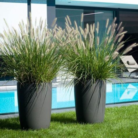 Not sure which Pennisetum (Fountain Grass) is highlighted in this photo. Bottlebrush plumes contrast beautifully with modern-looking containers. Outdoor Snake Plant, Dekoratívne Vence, Fountain Grass, Tall Planters, Have Inspiration, Garden Containers, Outdoor Inspirations, Large Planters, Ornamental Grasses