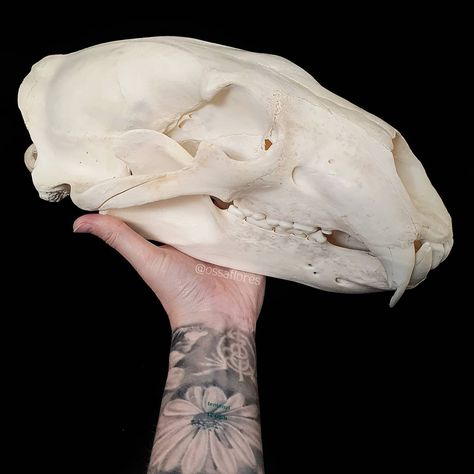 The answer to today's #teethtuesday is a polar bear!  The latest addition to my collection  It's so beautiful it's not a huge example of a polar bear skull but its still a nice size and I'm so pleased to add it to my brown bear and black bear! I'll post a comparison pic with them another time   #polarbear #polarbearskull #bearskull #bearskulls #canineteeth #teeth #animalteeth #bigskulls #skeleton #skulls #animalskulls #animalbones #osteology #zoology #naturalhistory #skullcollection #skullcollec Polar Bear Skull, Grizzly Bear Skull, Animal Skulls In Nature, Skull Panda Warmth, Animal Skull In Forest, Bear Skull, Animal Teeth, Vulture Culture, Bone Jewelry