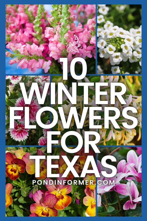 Enhance your Texas garden with our top 10 winter flower selections! From the charming faces of petunias to the fragrant blossoms of primroses, these flowers offer year-round beauty and charm.  #TexasGardening #WinterFlowers #TexasFlora #GardeningTips #WinterBlooms #FlowersOfTexas #GardeningInspiration #TexasWinter #FloralFavorites #Texas #PondInformer Fall Gardens In Texas, Texas Flower Beds Front Yards, Texas Flower Garden, Winter Flower Beds, Texas Fall Garden, South Texas Landscaping, Winter Flowers Garden, Texas Gardens, Texas Flowers