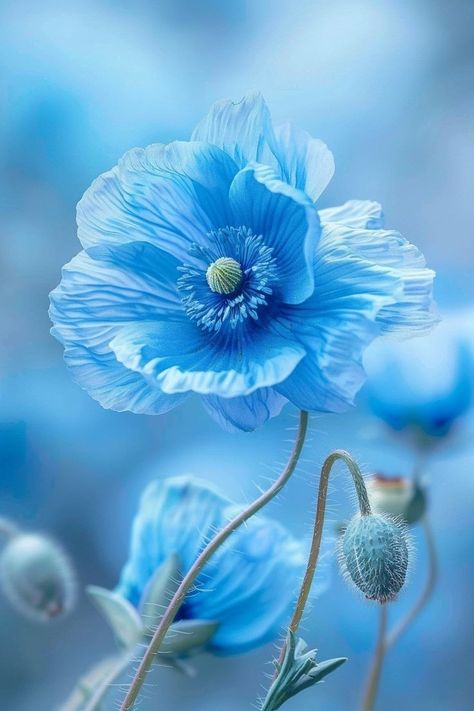 Sky Blue Flowers, Beautiful Blue Flowers, Ethereal Nature, Blue Collage, Light Blue Flowers, Birthday Flyer, Blue Poppy, Gorgeous Flowers, Blue Garden