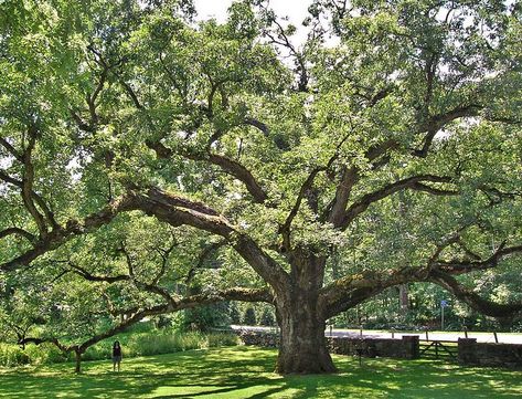 Bedford Oak, Bedford, NY Bedford Ny, English Oak Tree, Bedford New York, Tiny Person, Oak Tree, The English, White Oak, Rocky, Tree Trunk