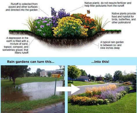 Rain Garden Diy, Rain Garden Landscape, Drainage Ideas, Rain Garden Design, Rain Gardens, Benefits Of Gardening, Sunken Garden, Planting Shrubs, Better Homes And Garden