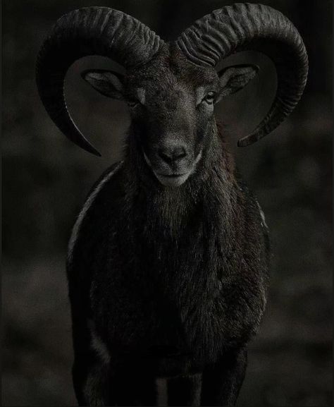 Ad Infinitum, Black Phillip, Goat Horns, Night Gallery, Witches Altar, Gothic Aesthetic, Dark Gothic, The Void, Dark Lord