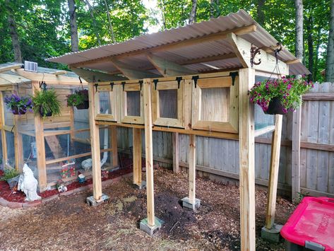 17 Free DIY Quail Coop Ideas and Plans for the Backyard [+ Building Tips] Quail Coop Ideas, Quail Coop Ideas Diy, Quail Pen, Quail House, Homestead Projects, Button Quail, Quail Coop, Raising Quail, Coop Ideas