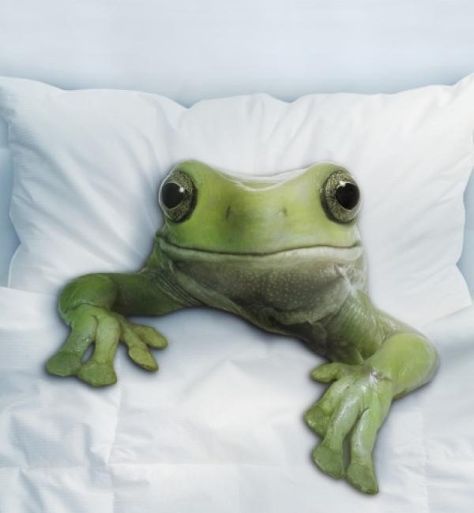 Sleepy frog.... #frog Funny Frog Pictures, Journey With God, Frog Quotes, Gray Tree, Frog Pictures, Frog Decor, Frog Design, Frog Prince, Funny Frogs