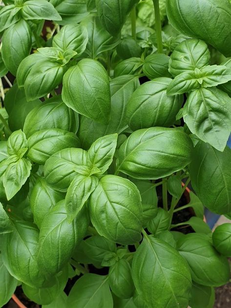 Basil Scent Board, Jamaican House, Basil Garden, Filled Chocolates, Different Planets, Basil Plant, Sweet Basil, Culinary Herbs, Food Garden