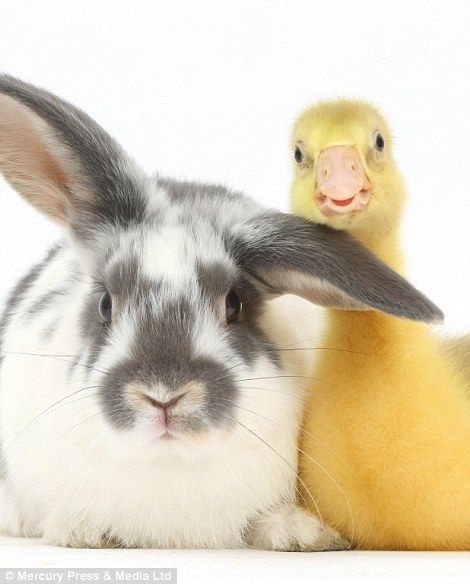 A white and grey rabbit poses with a duckling... Rabbit Poses, Best Friends Cute, Rabbit Pose, Animal Friendships, Grey Rabbit, Muscovy Duck, Friends Cute, Funny Friends, Doodles Drawings