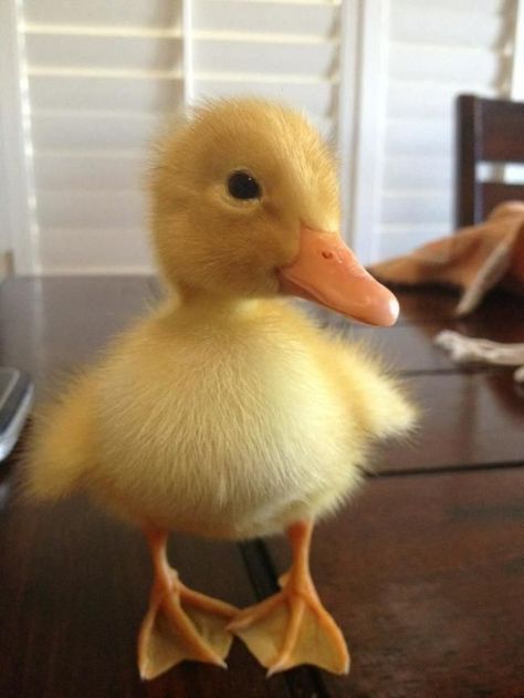 Duck Pictures, Filmy Vintage, Pet Ducks, Cute Ducklings, Baby Farm Animals, Duck Face, Baby Animals Pictures, Baby Ducks, Super Cute Animals