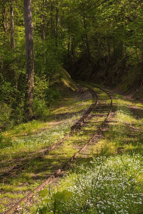 Usa, North Carolina is a photograph by Jaynes Gallery. USA, North Carolina. Overgrown abandoned rail line. Source fineartamerica.com Lianna Aesthetic, Karolina Core, Lina Core, Carolina Core, Carol Core, Overgrown Abandoned, North Carolina Aesthetic, Jade Core, Carolina Aesthetic