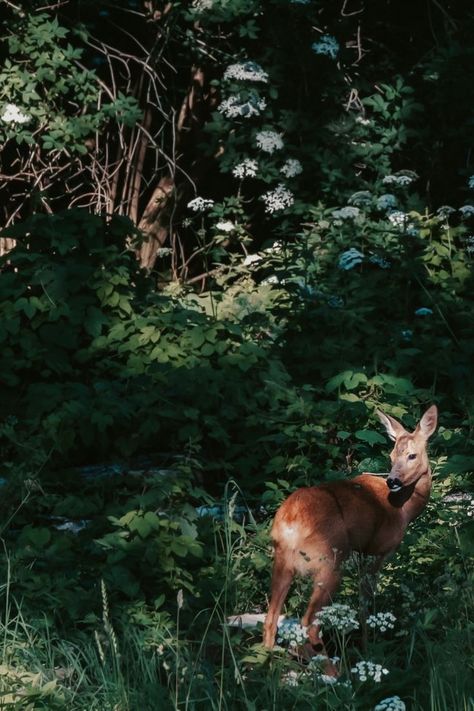 Female Deer, Deer Photography, Deer Wallpaper, Woodland Cottage, Roe Deer, Landscape Photography Nature, Forest Creatures, Anime Animals, Literature Art