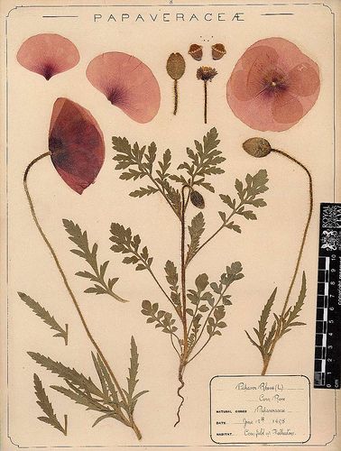 Herbarium specimen of common poppy (Papaver rhoeas) | Flickr - Photo Sharing! Illustration Book, Illustration Blume, Illustration Botanique, Pink Poppies, Vintage Botanical Prints, Images Vintage, Trendy Flowers, Scientific Illustration, Botanical Drawings