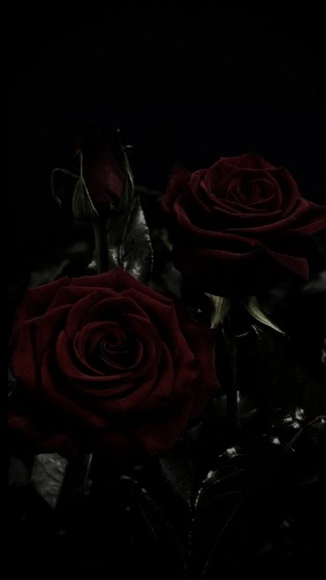 Dark Red Roses, Dark Books, Aesthetic Roses, Rosé Aesthetic, Rose Wallpaper, Ruby Rose, Red Aesthetic, Book Aesthetic, Blood Pressure