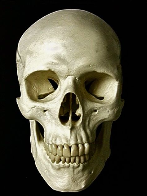 Skull Front View, Soulless Eyes, Skull Side View, Anatomy Pictures, Skull Anatomy, Skull Reference, Head Anatomy, Face Anatomy, Cute Skeleton