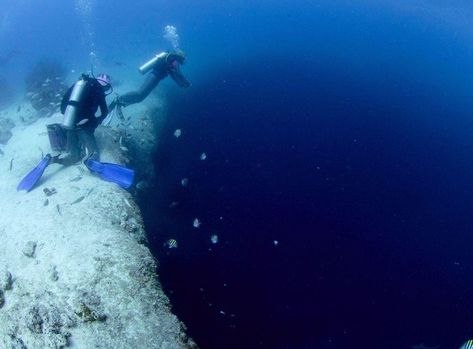 Water Dungeon, Luminal Space, Forest Guardian, Endless Ocean, Deep Blue Ocean, Intense Love, Underwater Creatures, Underwater Photos, Perfect Blue