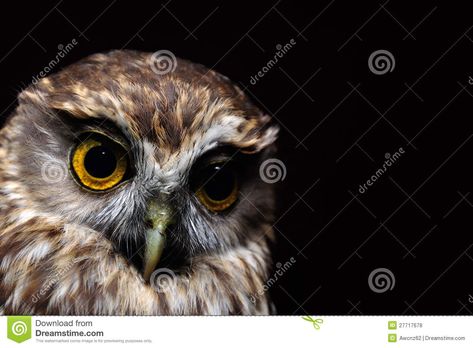 Owl Reference Photo, Art Principles, Morepork Owl New Zealand, Black And White Owl Photography, Horned Owl Photography, Nz Birds, Owls In Flight Photography, Principles Of Art, Art Drawing