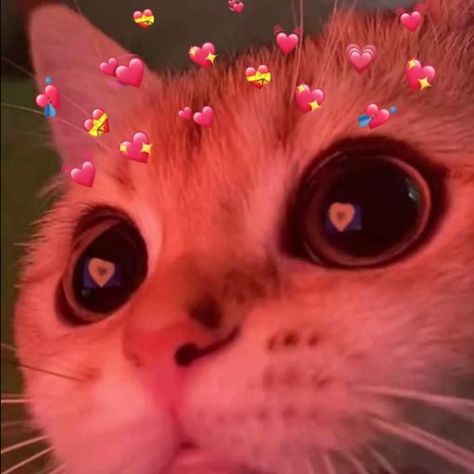 Funny Videos Of Cats, Cat With Hearts, Gavin Memes, Pfp Cat, Animals Aesthetic, Aesthetic Cats, Funny Looking Cats, Cat Emoji, Cat Drawings