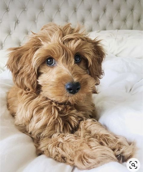 Doodle Haircut Styles Summer, Mini Goldendoodle Haircut Styles, Mini Golden Doodle Haircut, Cavapoo Haircut, Labradoodle Haircut, Lou Dog, Goldendoodle Haircuts, Goldendoodle Grooming, Puppy Haircut