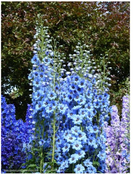 Perennials for zone 3 that are incredibly easy to grow | Make it a Garden Delphinium Elatum, Perennial Garden Plans, July Birth Flower, Tattoo Plant, Best Perennials, Shade Perennials, Order Flowers Online, Blue Garden, Garden Kits