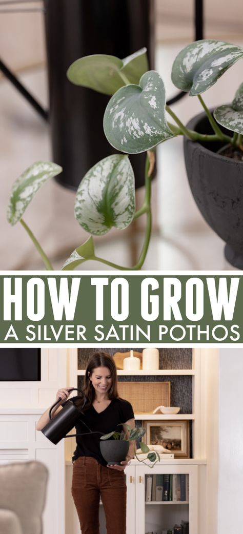 Satin Pothos Plant, Silver Satin Pothos, Satin Pothos, Pothos Plant, Plant Information, Plants Indoor, Yard Work, Spring Inspiration, Seed Starting