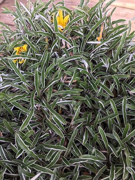 Silver Carpet, Small Yellow Flowers, Drought Resistant, Container Size, Landscaping Plants, Water Flowers, Ground Cover, Types Of Plants, Gray Green