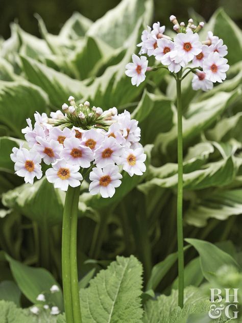 The perfect little plant for the water garden's edge, Japanese primroses are delightful perennials that thrive in acidic soils. It self-sows, resulting in a delightful colony of mixed colors in just a few seasons. Name: Primula japonica Growing Conditions: Part to full shade, pondside Size: To 18 inches tall Zones: 4-8 Japanese Primrose, Primula Japonica, Bog Gardens, Obedient Plant, Swimming Ponds, Marsh Marigold, Hardy Hibiscus, Bog Garden, Pond Ideas