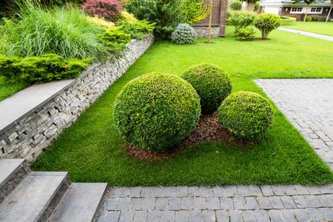 10 Evergreen Shrubs for Year-Round Curb Appeal Hedges Landscaping, Boxwood Landscaping, Boxwood Garden, Evergreen Vines, Planting Ideas, Small Shrubs, Easy Landscaping, Landscape Edging, Evergreen Plants