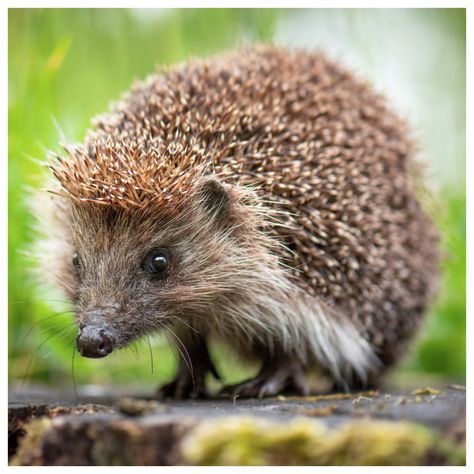 19 - European Hedgehog European Hedgehog, Hedge Hog, Cute Hedgehog, Daily Drawing, Art Licensing, Hedgehogs, Drawing Challenge, Children's Book Illustration, Forest Animals