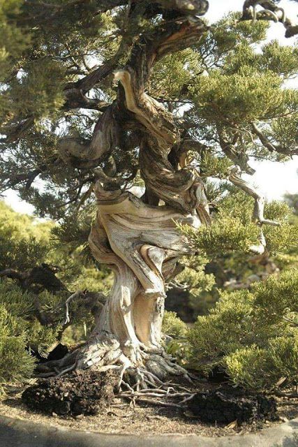 TYWKIWDBI      ("Tai-Wiki-Widbee"): Life lesson from a twisted tree Weird Trees, Bristlecone Pine, Twisted Tree, Old Tree, Old Trees, Ancient Tree, Unique Trees, Nature Tree, Tree Forest