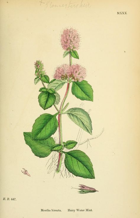 Horse Mint, Water Mint - Mentha aquatica -  circa 1867 Mint Illustration Botanical, Vintage Herbs, Fruits Illustration, Botanical Images, Mint Water, Mint Plants, Sketchbook Illustration, Poisonous Plants, Botanical Illustration Vintage