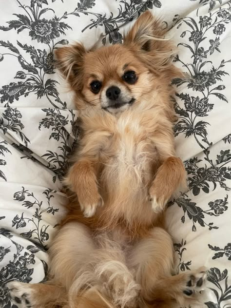 Chihuahua Aesthetic, Cat Border, Pomeranian Black, Lucie Herondale, Pomchi Puppies, Corgi Golden Retriever, Long Haired Chihuahua Puppies, Golden Retriever Dachshund, German Shepherd Black