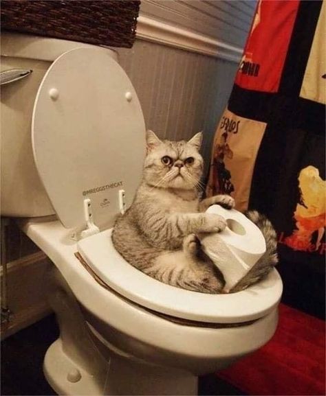 World Toilet Day, Cat Info, Cat Toilet, Image Chat, Funny Cats And Dogs, Cute Cat Gif, Funny Cat Pictures, Funny Cat Videos, Funny Animal Pictures