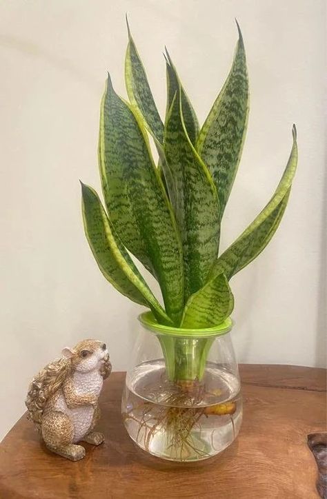 Snake Plant In Water, Variegated Snake Plant, Snake Plant Indoor, Snake Plant Varieties, Plant In Water, Water Plants Indoor, Tanaman Air, Plants Grown In Water, Plant Centerpieces