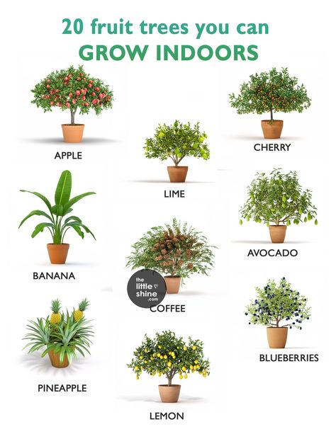 20 Dwarf Fruit Trees You Can Grow Indoors - The Little Shine Indoor Fruit Plants, Grow Fruit Indoors, Indoor Lemon Tree, Indoor Fruit Trees, Kumquat Tree, Pineapple Plant, Fruit Bearing Trees, Pineapple Planting, Avocado Banana