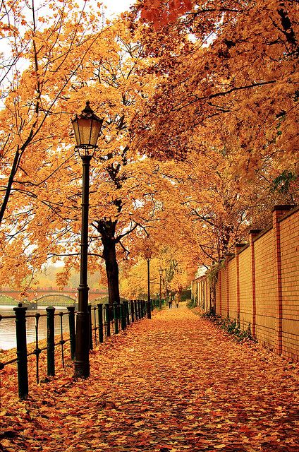 Berlin, 2009. Another shot of the streets in Berlin, taken just beside the royal palace. - by skynet | Flickr - Photo Sharing! Autumn Tumblr, Leaves On The Ground, Street Lights, Autumn Beauty, Fall Pictures, Dalai Lama, On The Ground, Fall Foliage, Beautiful World