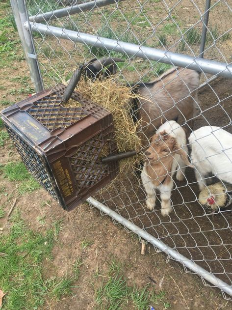 Repurposed Trampoline Springs, Trampoline Springs Repurposed, Repurposed Trampoline Ideas, Repurposed Trampoline, Trampoline Ideas, Cattle Feeder, Old Trampoline, Trampoline Springs, Livestock Barn