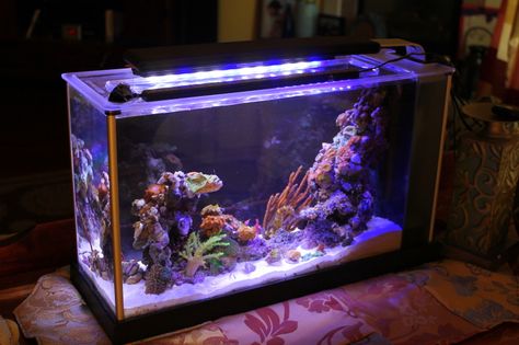 fluval spec 5 gallon converted to pico reef tank Fluval Spec V Aquascape, Reef Aquascaping, Nano Reef Tank, Saltwater Aquariums, Saltwater Aquarium Fish, Saltwater Fish Tanks, Reef Tanks, Marine Tank, Fresh Water Fish Tank