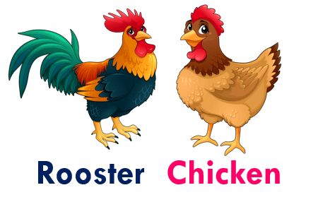 Gender Of Animals, Animals Name In English, Couple Vector, Cartoon Rooster, Chicken Coop Signs, Deer Doe, Bull Cow, Rooster Art, Cute Goats