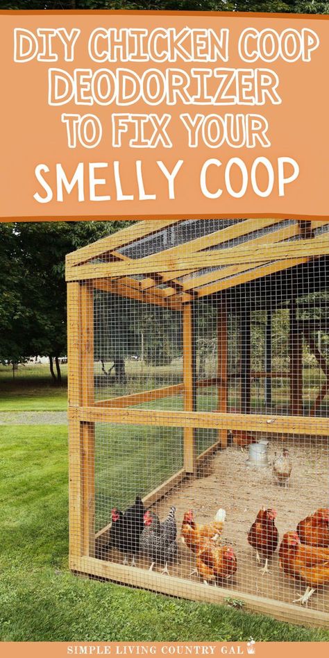 Say goodbye to chicken coop odors with this easy Homemade Chicken Coop Deodorizer! Chickens bring joy and tasty eggs, but a smelly coop can be a problem. Discover how to make your coop smell fresh and clean using simple ingredients. Your chickens will love a clean and pleasant space! Chicken Coop Must Haves Ideas, How To Build A Chicken Coop, Pheasant Pen, Chicken Coop Designs Diy Cheap, Homemade Chicken Coop, Chicken Coop Cleaning, Chicken Coops Ideas, Diy Coop, Chicken Coop Shed