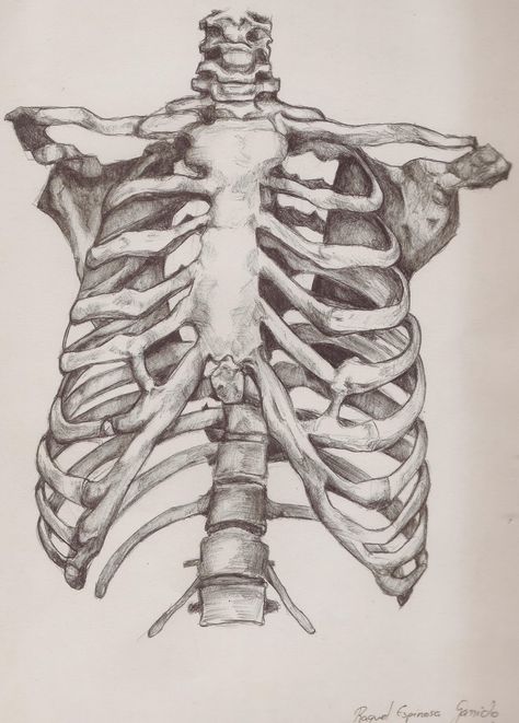 caja torácica Human Body Proportions, Human Ribs, Bone Drawing, Skeleton Anatomy, Skeleton Drawings, Hand Doodles, Human Skeleton, Anatomy Sketches, Skeleton Art